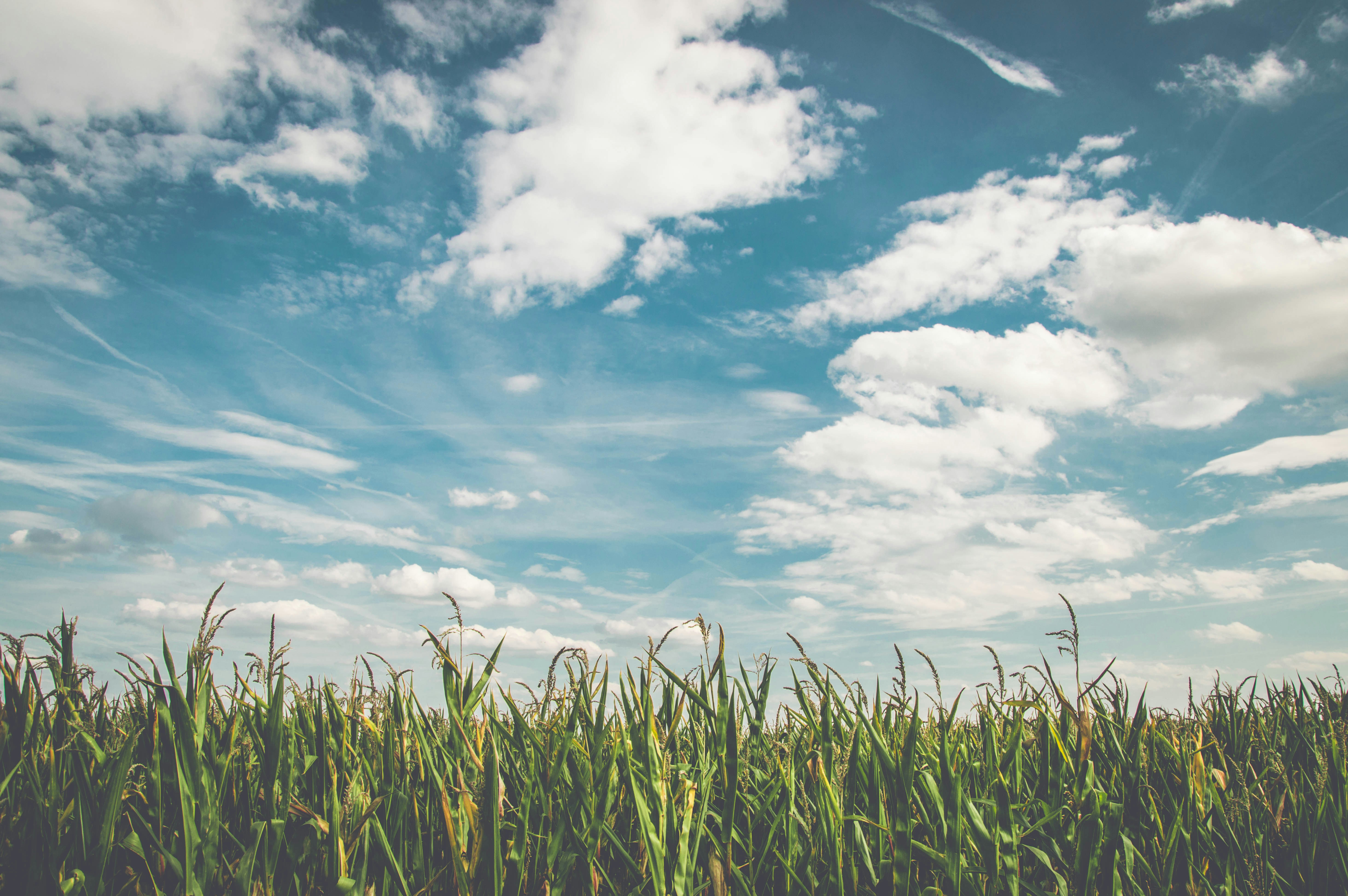 corn field